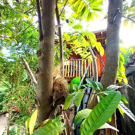 Parrot Tree House Villa Mirissa Exterior photo